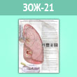 Плакат «Рак легких» (ЗОЖ-21, ламинированная бумага, A2, 1 лист)